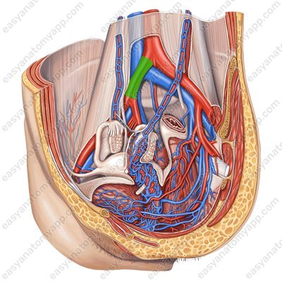 Правая общая подвздошная артерия (a. iliaca communis dextra) – сагиттальный срез